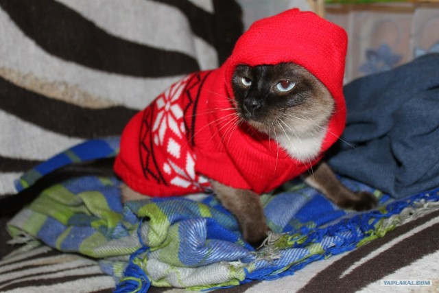 Котовторник! 13.03.2012