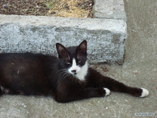 Котовторник 8 мая 2012