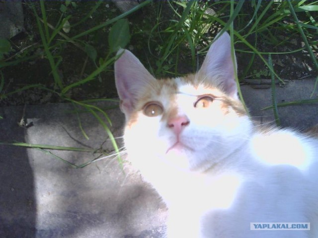Котовторник  12. 06. 2012
