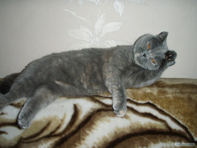 Котовторник на 26.06.12