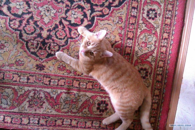 Котовторник 10. 07. 2012
