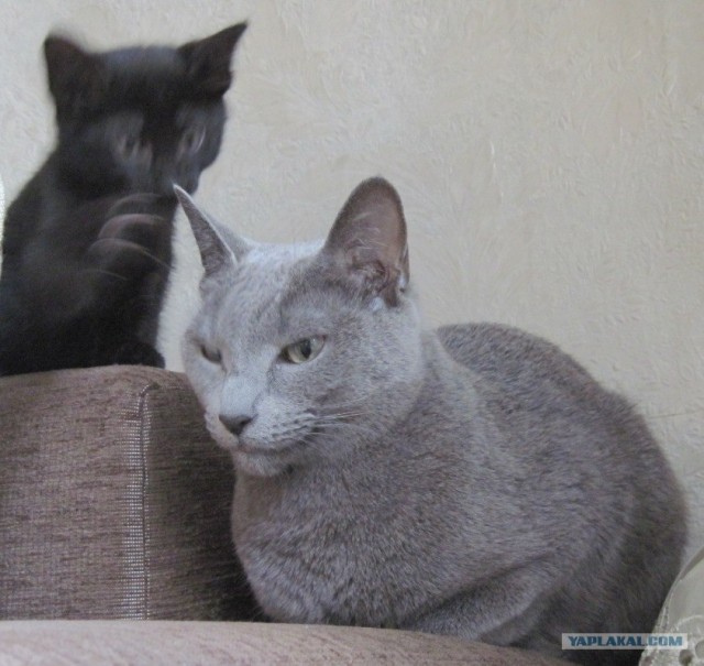 Котовторник  16.10.12