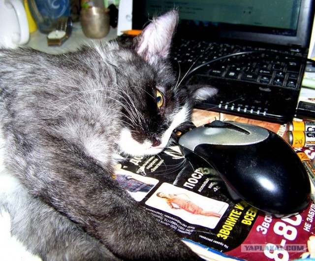 Котовторник 30.10.2012