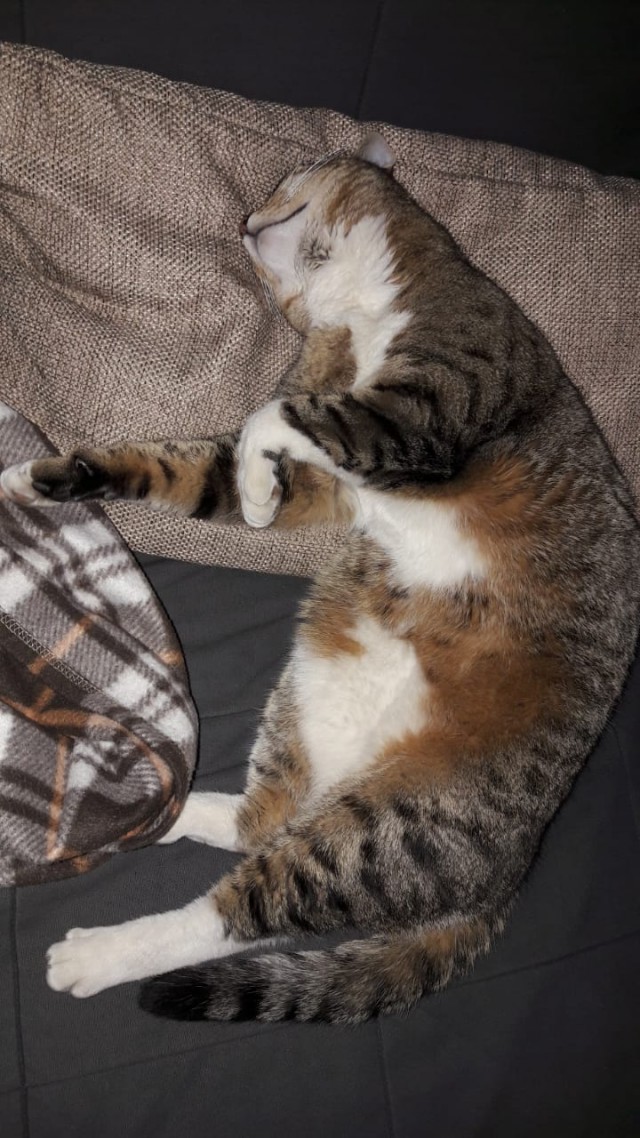 С Днём кошки!