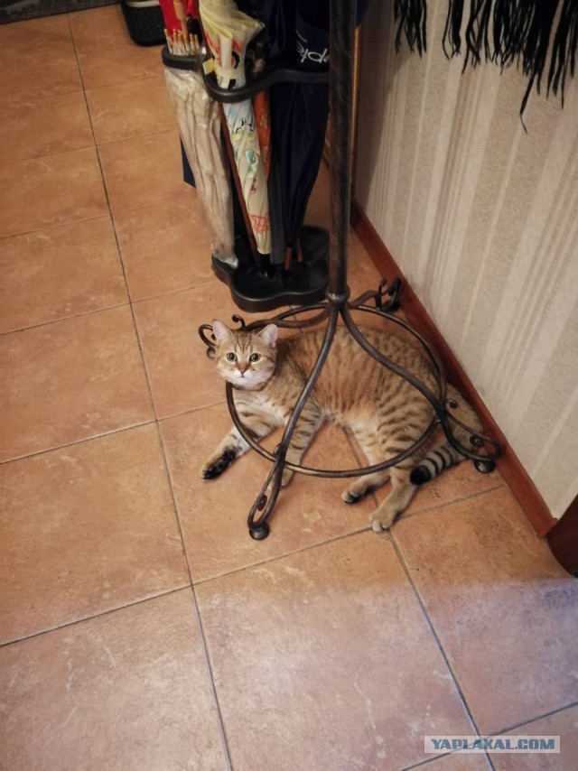 С Днём кошки!