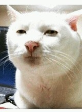 Grumpy Cat умерла