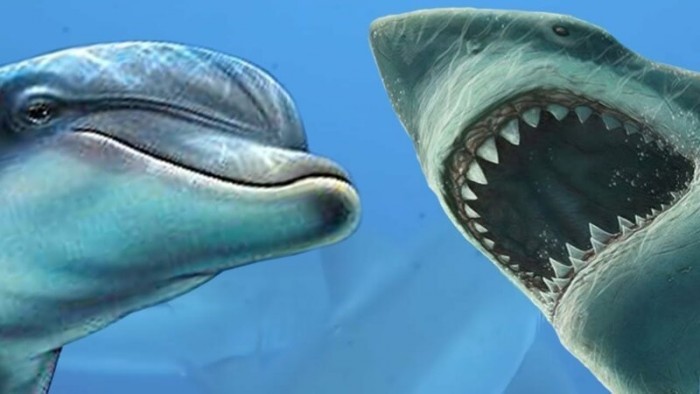 Почему акулы боятся дельфинов?
