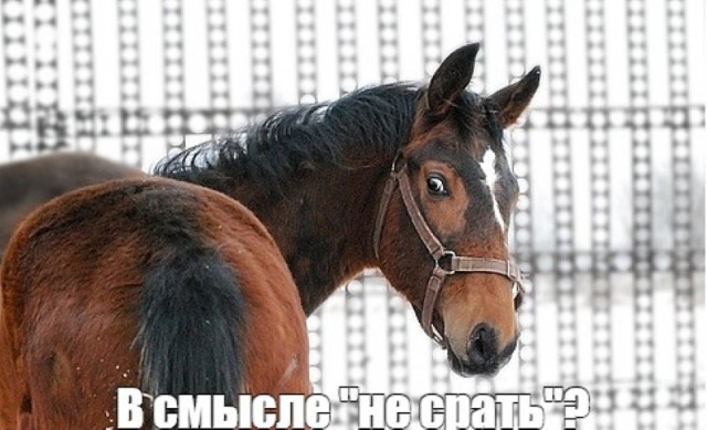 «Они считают себя выше остальных»: навоз лошадей казаков надоел краснодарцам!