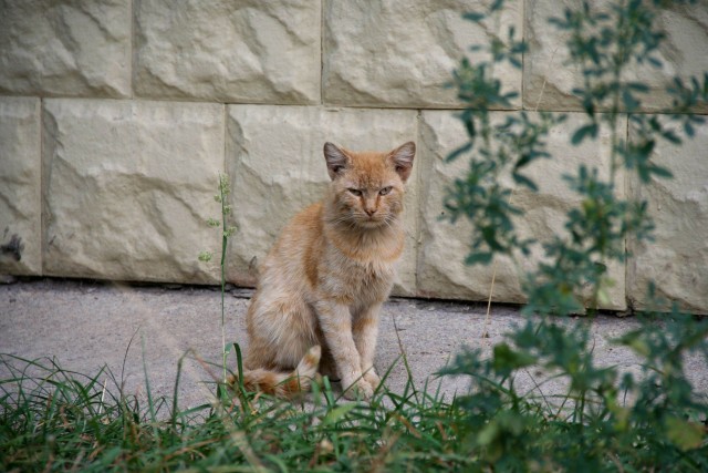 Забавные фото котеек