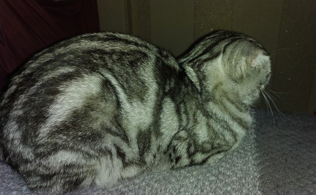 Давайте по котикам, которые с нами на самоизоляции