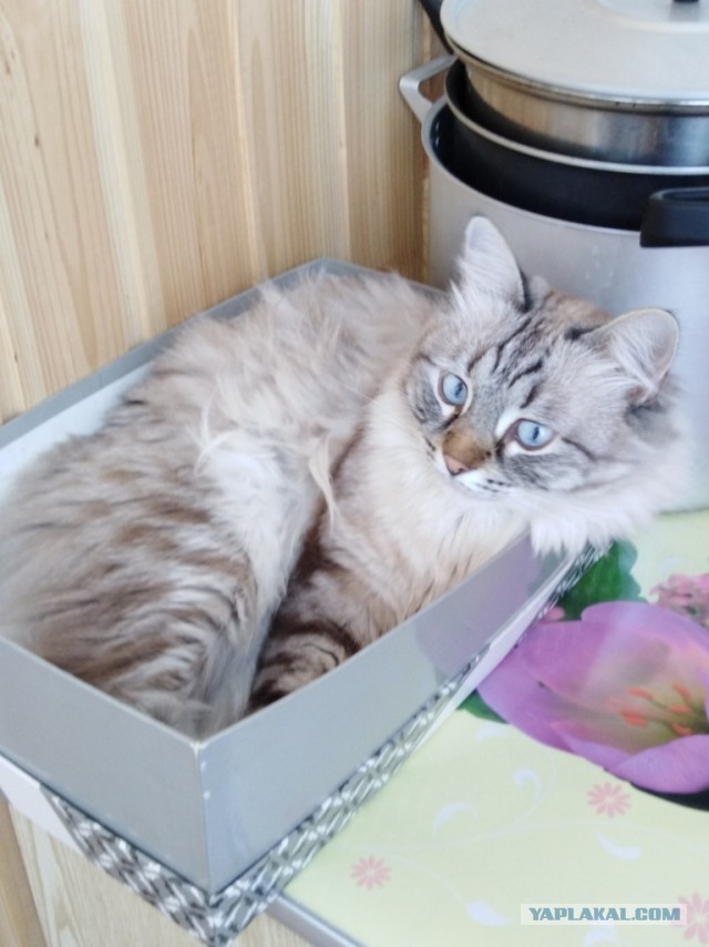 Шерстяные они такие