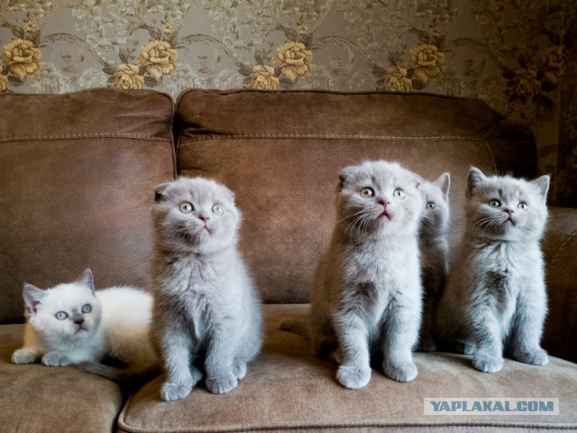 Коты, которые нас порадовали!