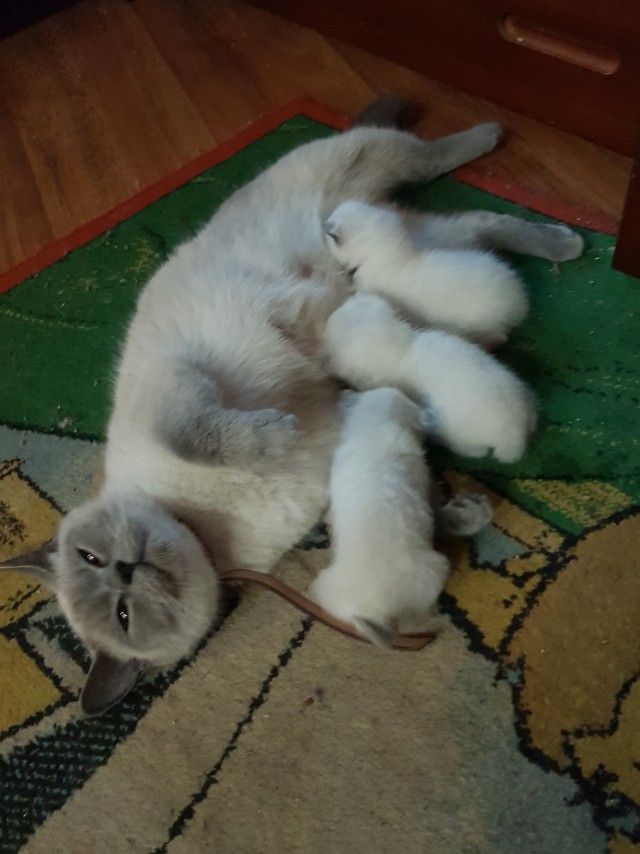 Я держался до последнего... но согласился на котенка