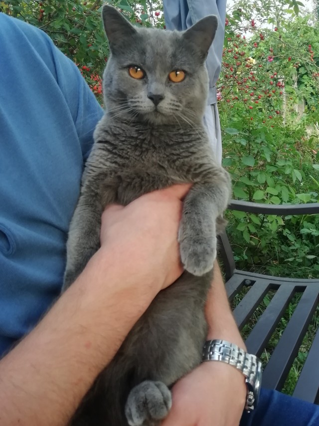 Ну, с котовторником!