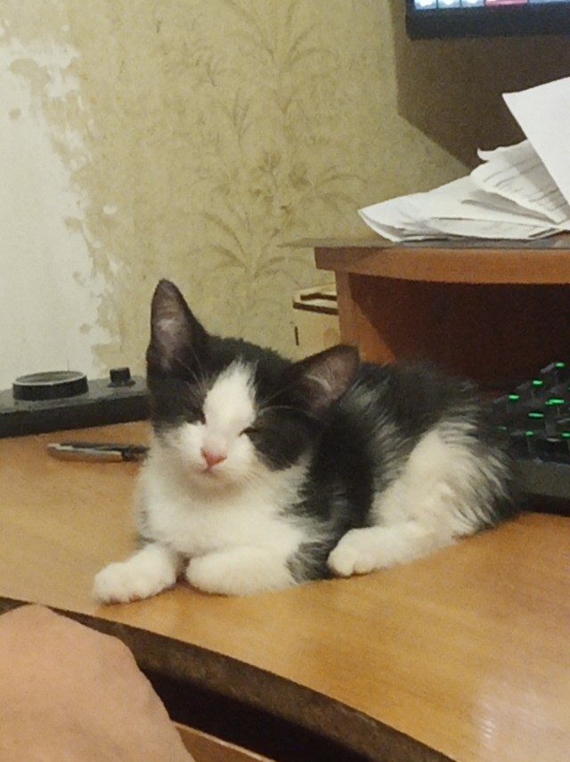 Ну, с котовторником!