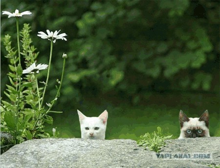 Фотожаба:Коты в засаде