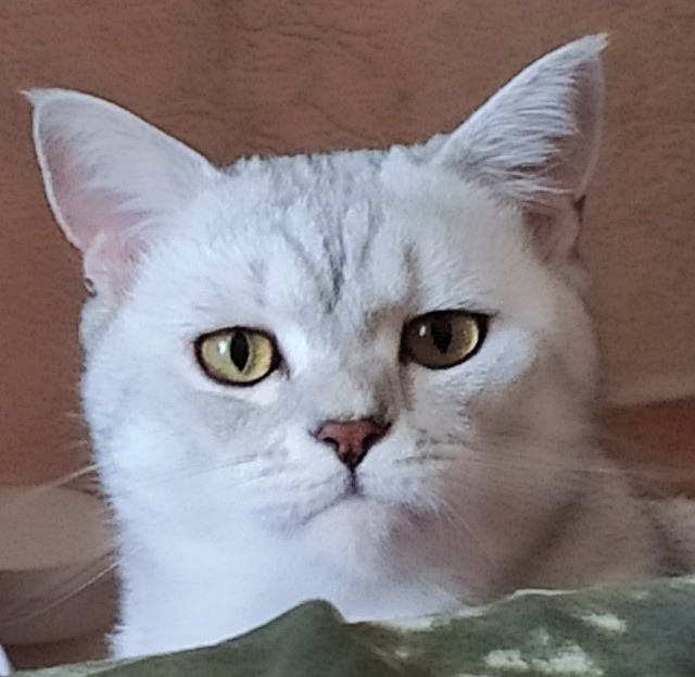 Картинки на котовторник 1.09.20