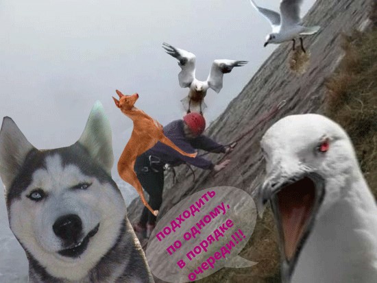Чайки атакуют!