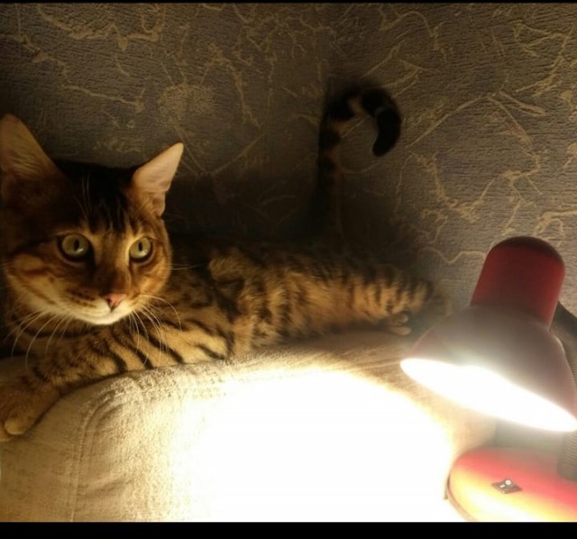 Котовторник 17.11.20