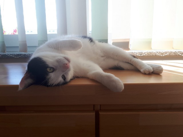 Моя красотка