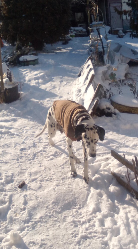 Старый друг