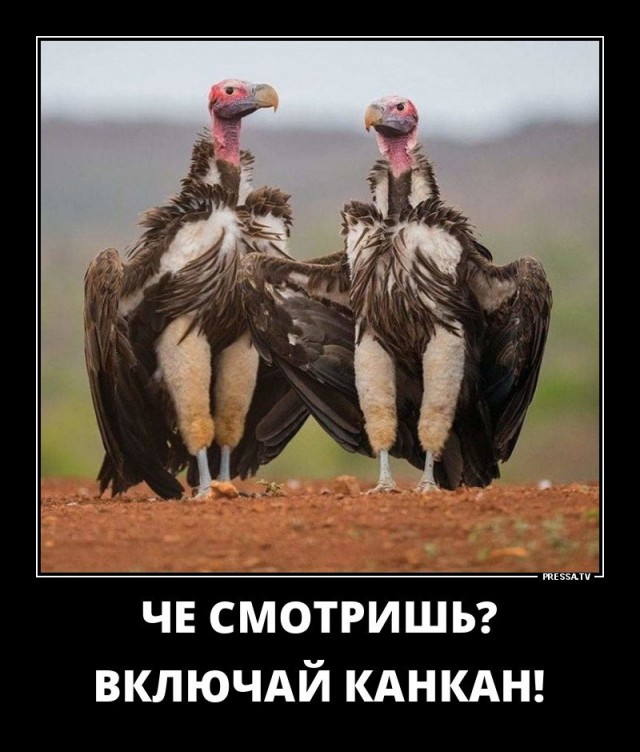 Фотосалат и картинки