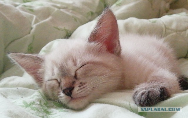 Котовторник. Добавляйте своих