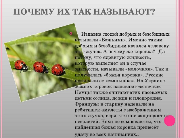 Тварь божья. Зимовка