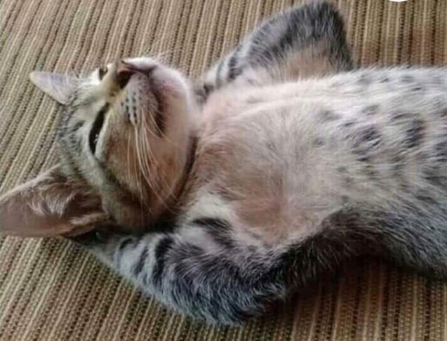 Кошки , кошечки, котяры 14.03.21