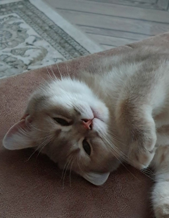 А котовторник уже начался?