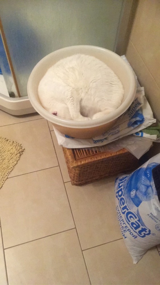 Котовторник