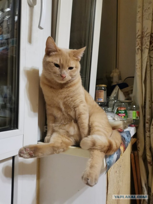 Котовторник