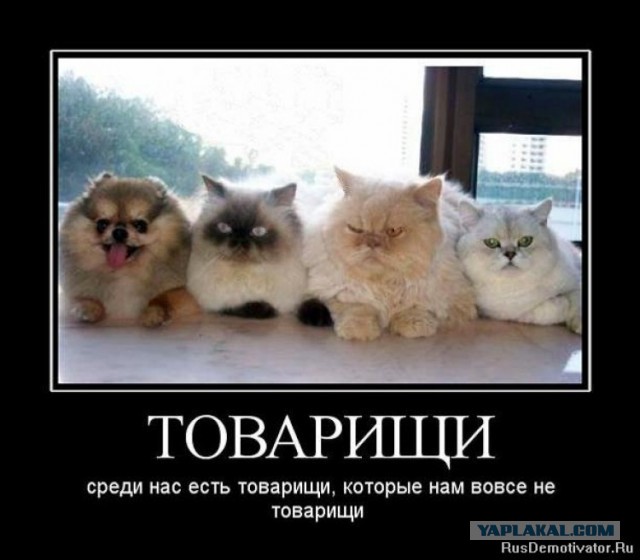 Чужие среди нас