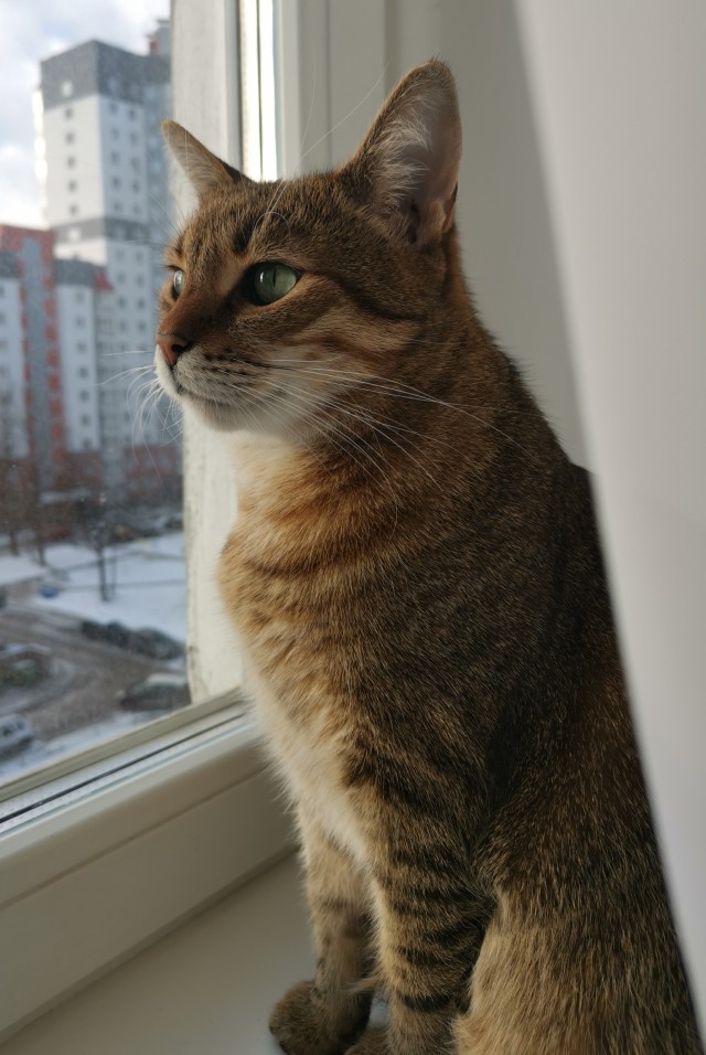 Котовторник 11.01.22