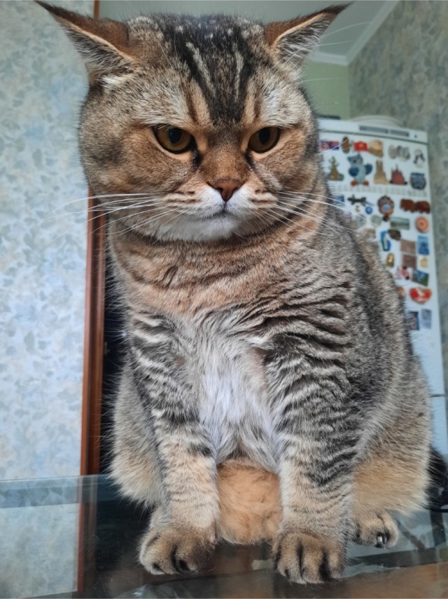 Котовторник. Февраль