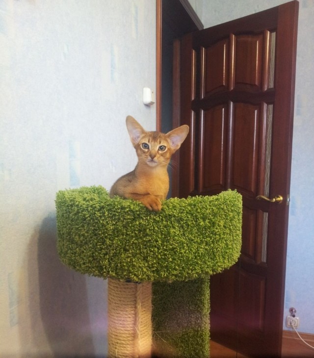 Господа и дамы ЯПа! Котовторник у нас начался! Отойдите от политоты и давайте котиков побольше!