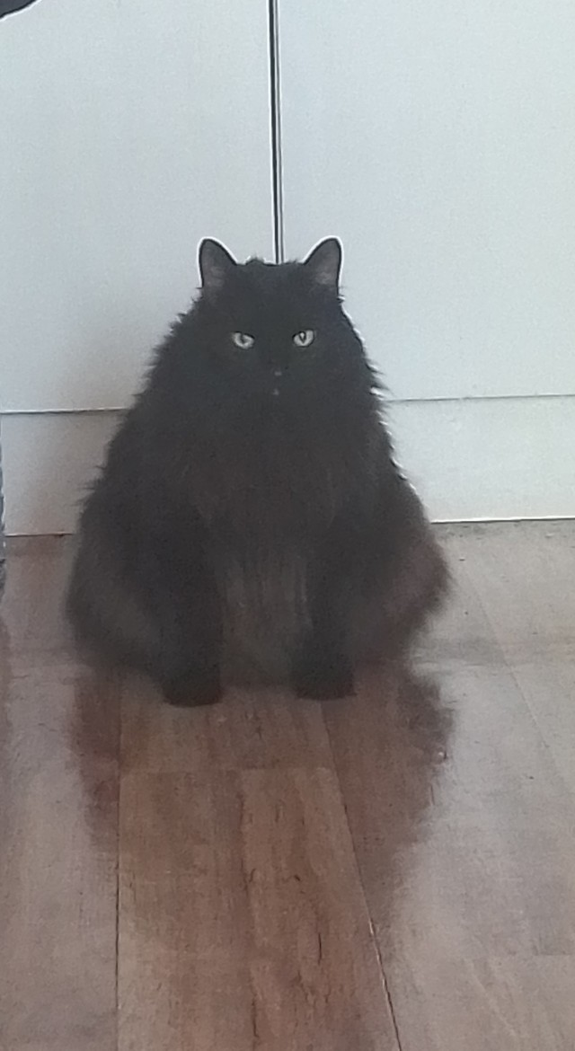 Котовторник ведь начался!