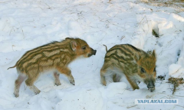 Тютелька в тютельку