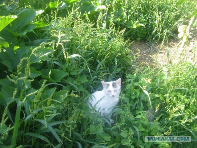 Жизнь домашнего приюта для котеек 406