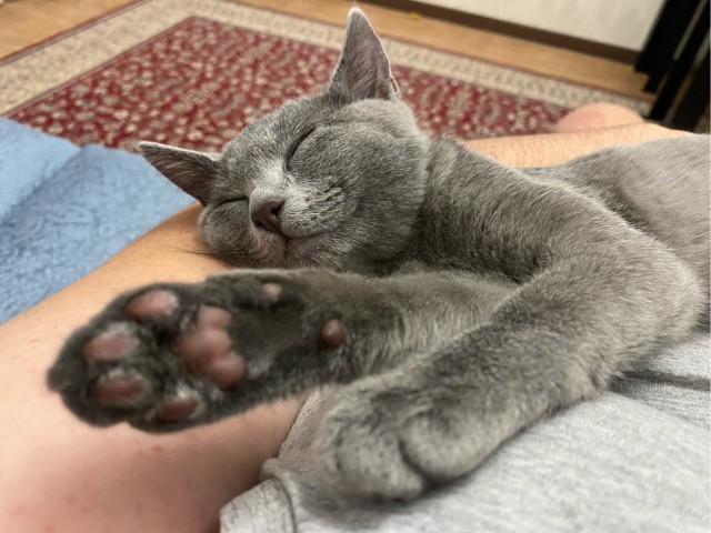 Котёнок тренируется бороться