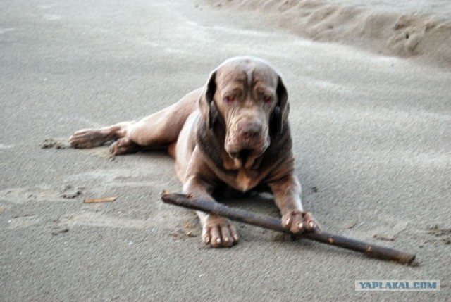 ГоА свои впечатления