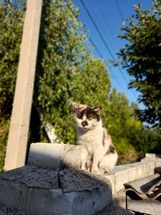 Котики и собачки, СВО и утя