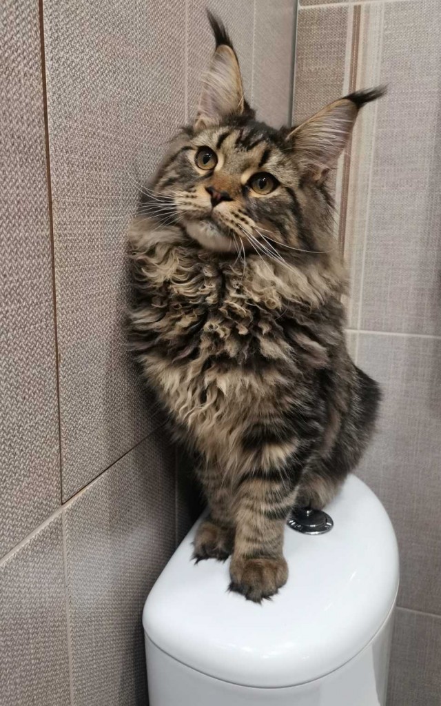 К котовторнику