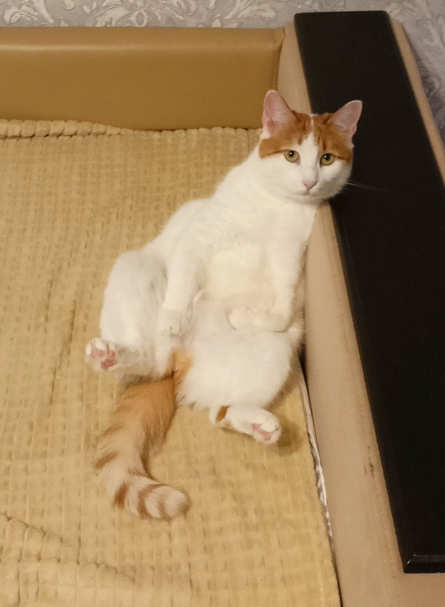 Мой кот
