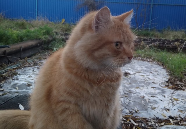 Котик Маркиз