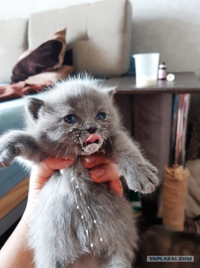 Пройдемся по котикам?!