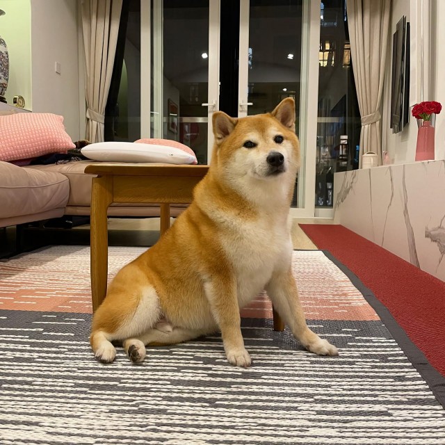 Что стало с собакой из мема Умер пёс-герой Doge мема - ЯПлакалъ