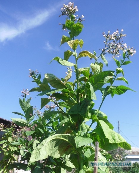 Записки табаковода 2