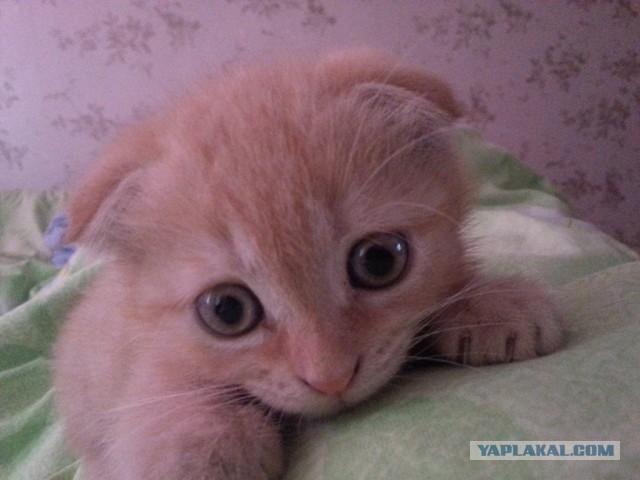 Котовторник 30.04.2013