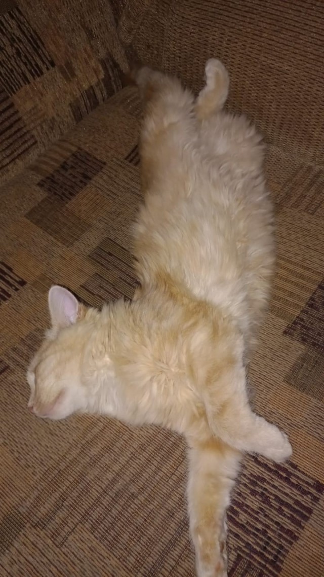 Котенок с приюта